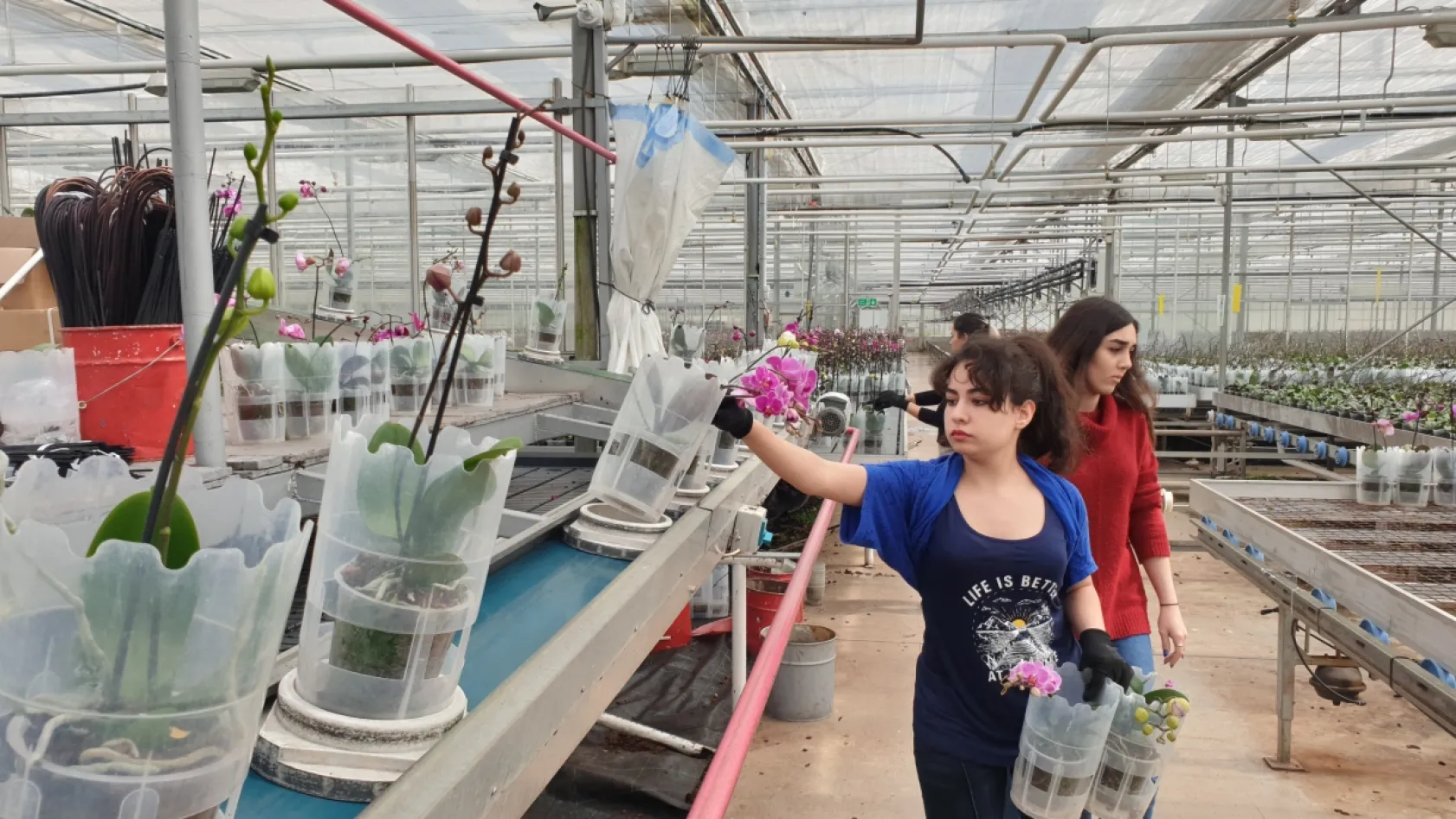 Orkideni Soldurma, Suyunu Çok Doldurma