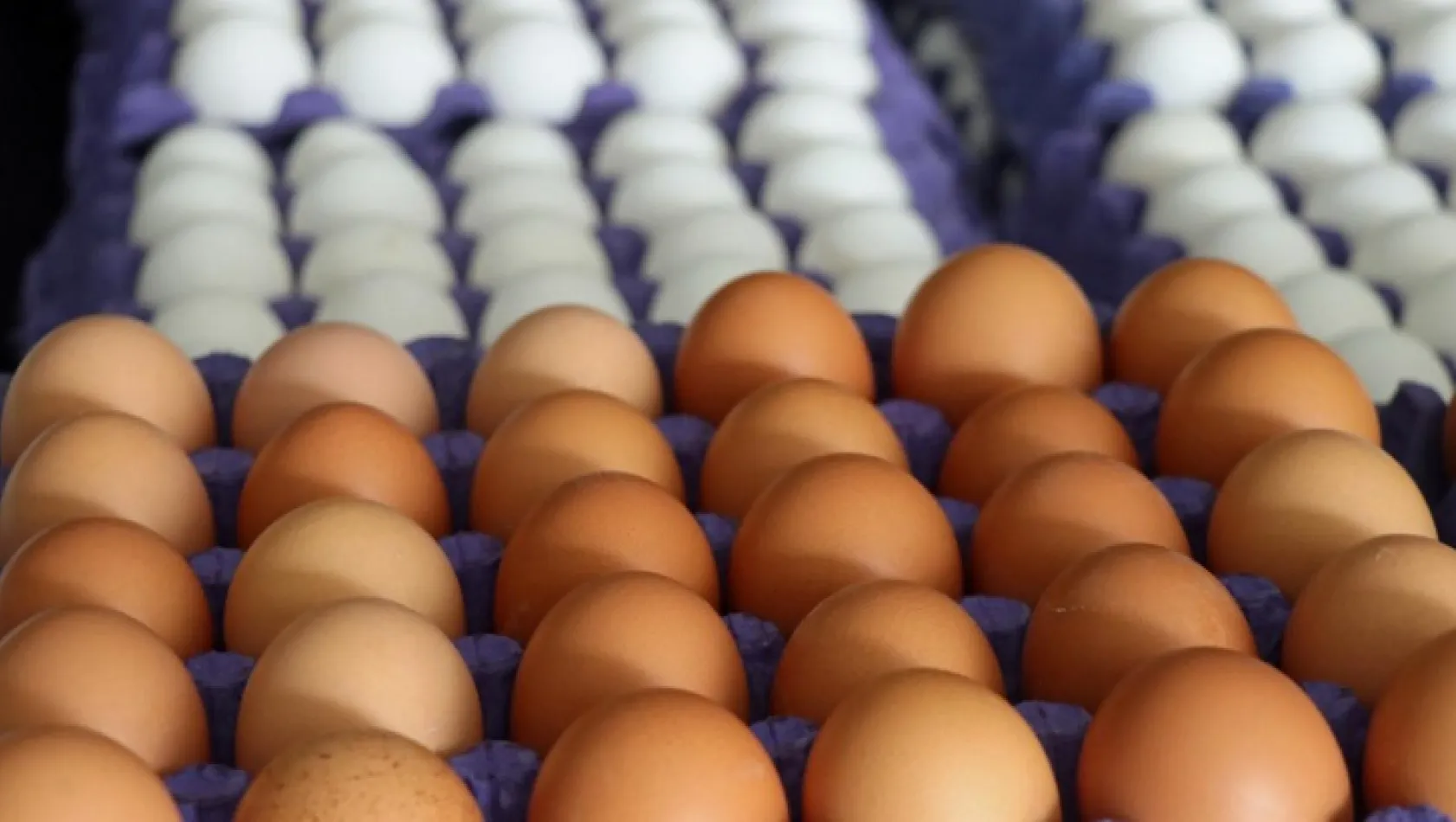 Yumurta sektörüne 98 milyon TL'lik rekor ceza