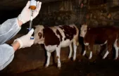 Bakanlıktan şap raporuna tepki