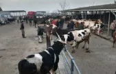 Türkiye genelinde hayvan pazarları kapatıldı