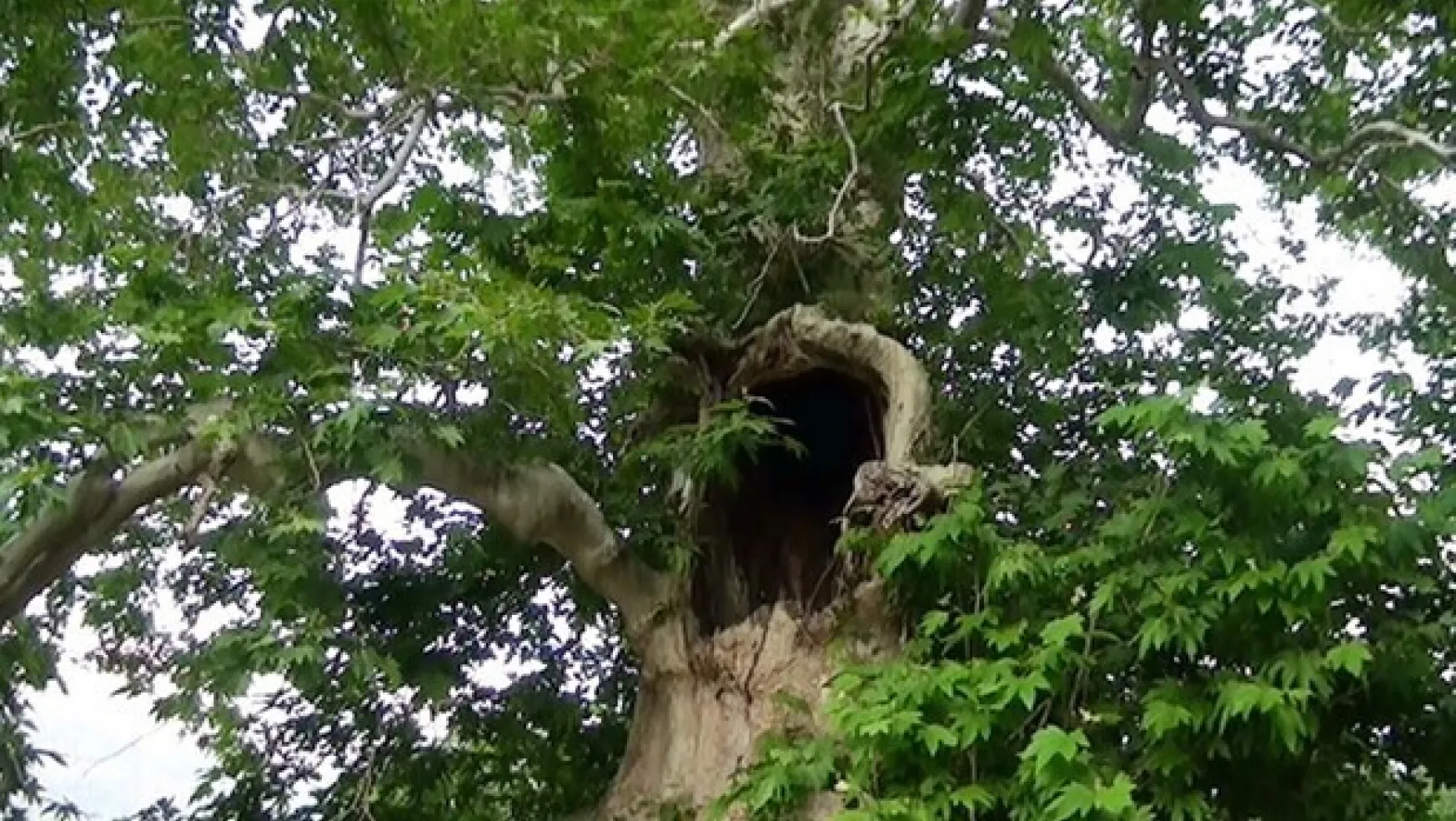 5 asırlık ağaç koruma altına alındı