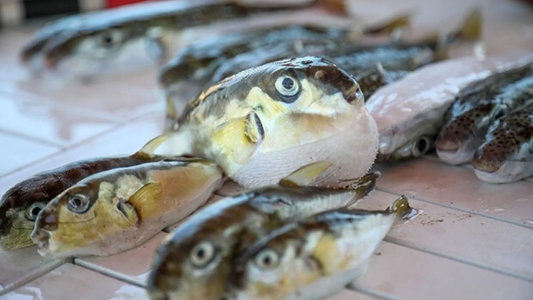 Antalya'da şok iddia: Balon balığı 'mezgit' diye satılıyor!