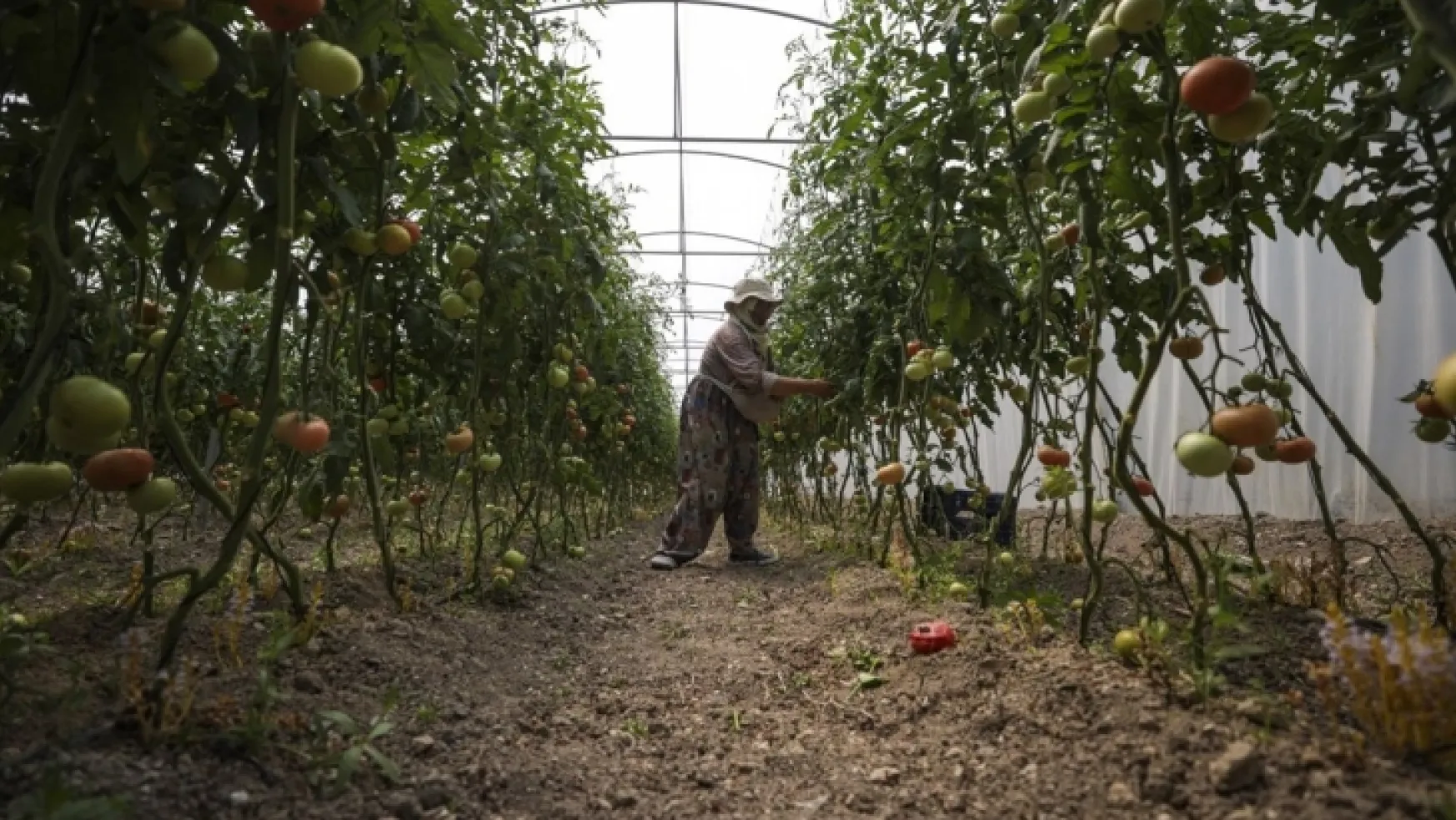 Ata tohumundan üretilen domates suyu 8'den fazla ülkenin raflarında yer alacak