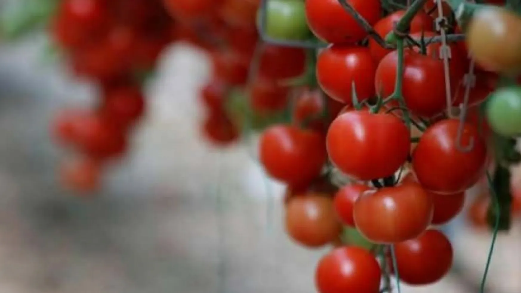 Avrupa'ya giden domatesler ''jeotermal'' ile kızarıyor