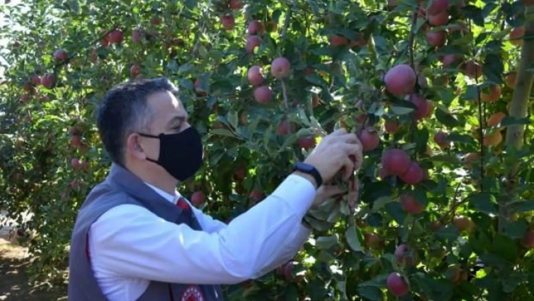 Bakan Pakdemirli Karaman'da bahçeye girip elma topladı