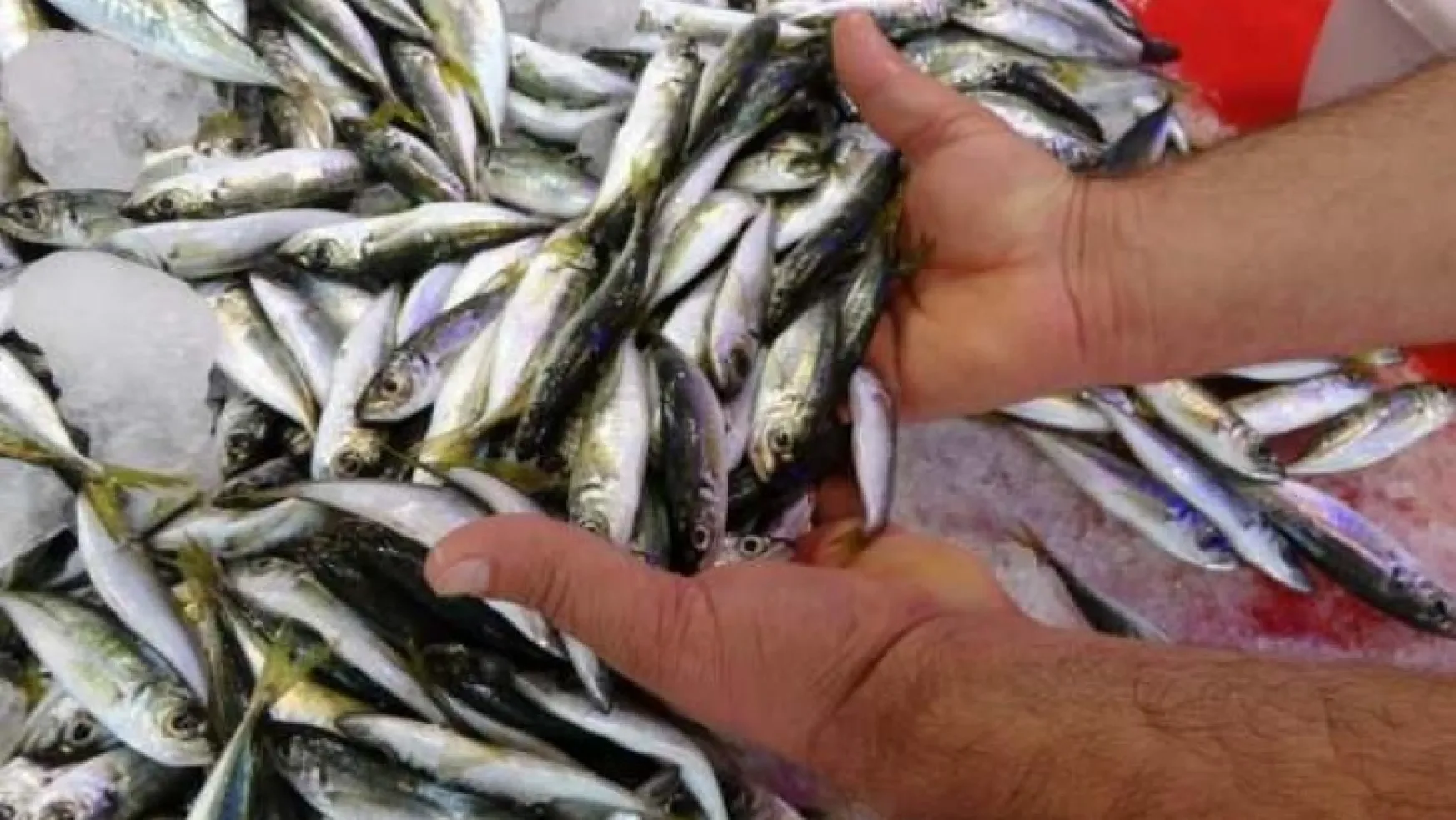 Balık fiyatlarının yüzde 50 düşmesi bekleniyor