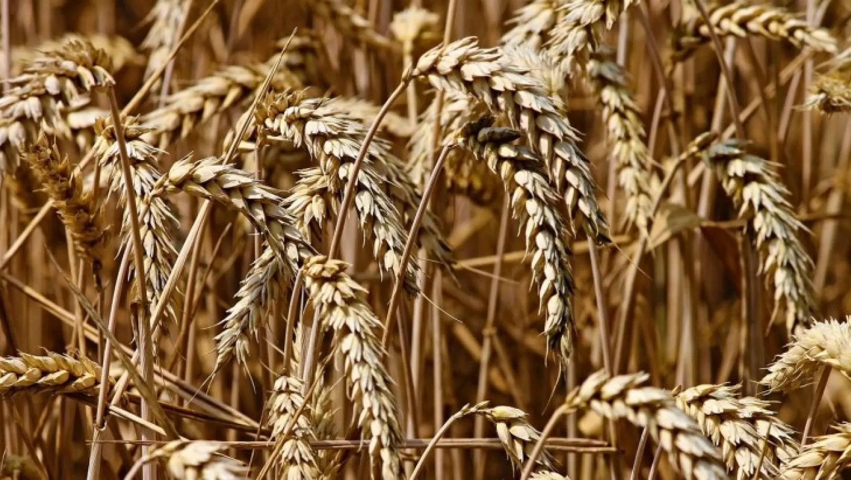 Buğday Fiyatlarında Düşüş Sürüyor