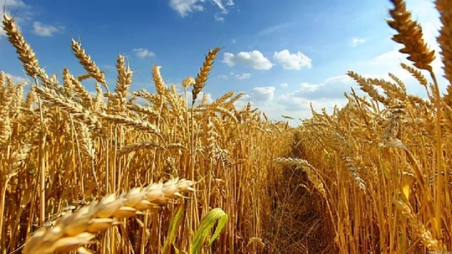 Buğday ve arpada yüksek rekolte bekleniyor