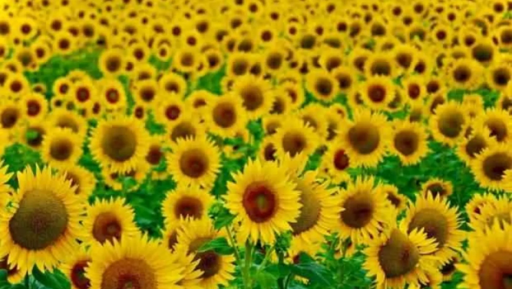 Çukurova'da 220 bin ton ayçiçeği rekoltesi bekleniyor