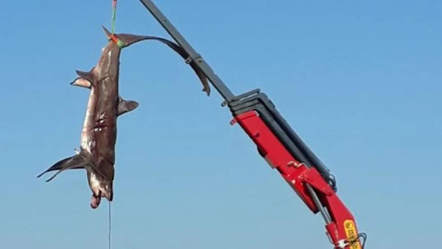 Fethiye'de 400 Kg'lık 2 Köpek Balığı Yakalandı