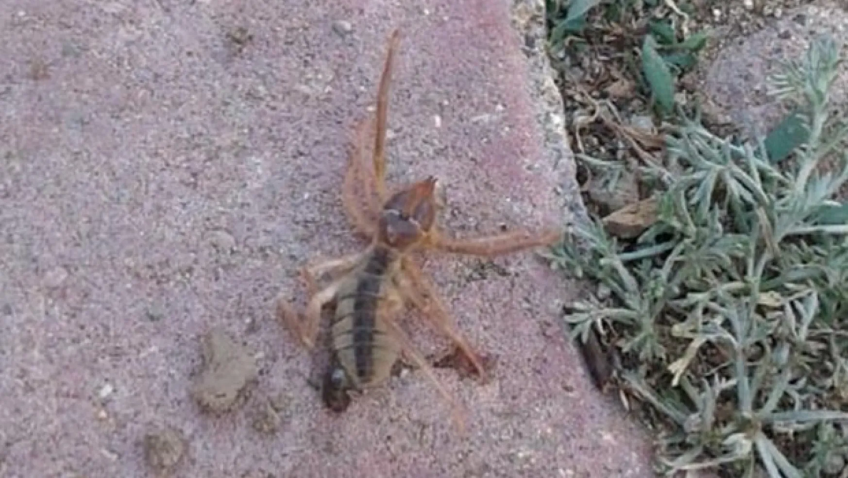 Kayseri'de, 'sarıkız örümceği' korkusu