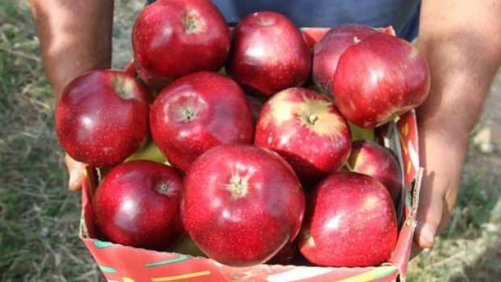 Konya'dan Asya'ya elma ihracatı