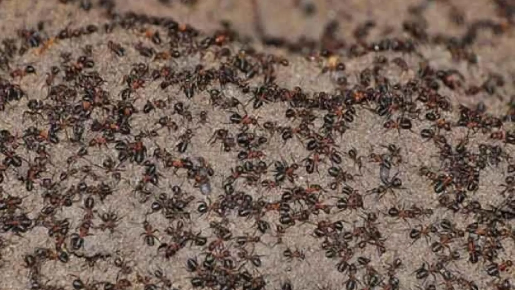 Osaka'da karınca istilası