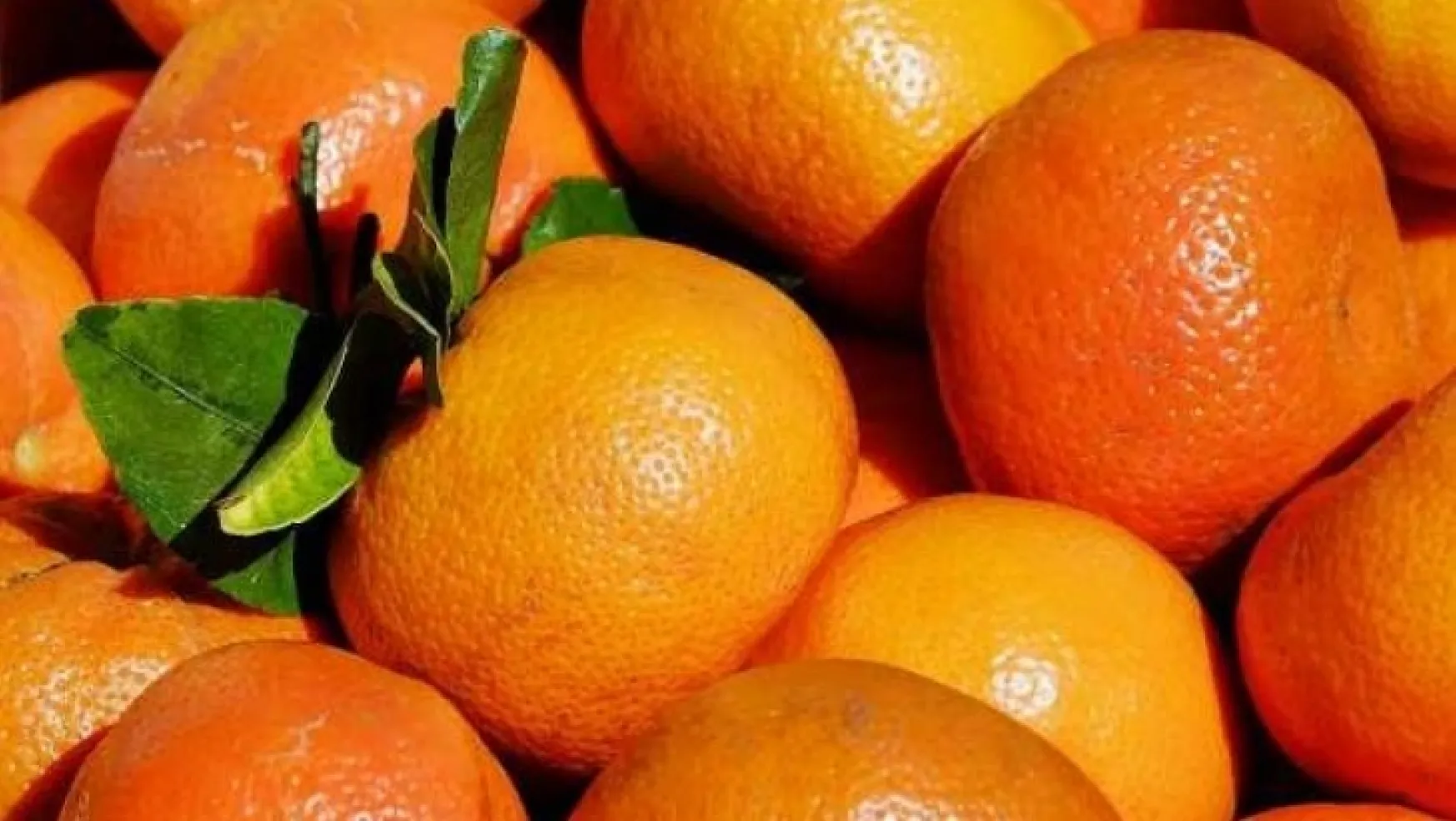 Rusya, 218 ton mandalinayı Türkiye'ye gönderdi