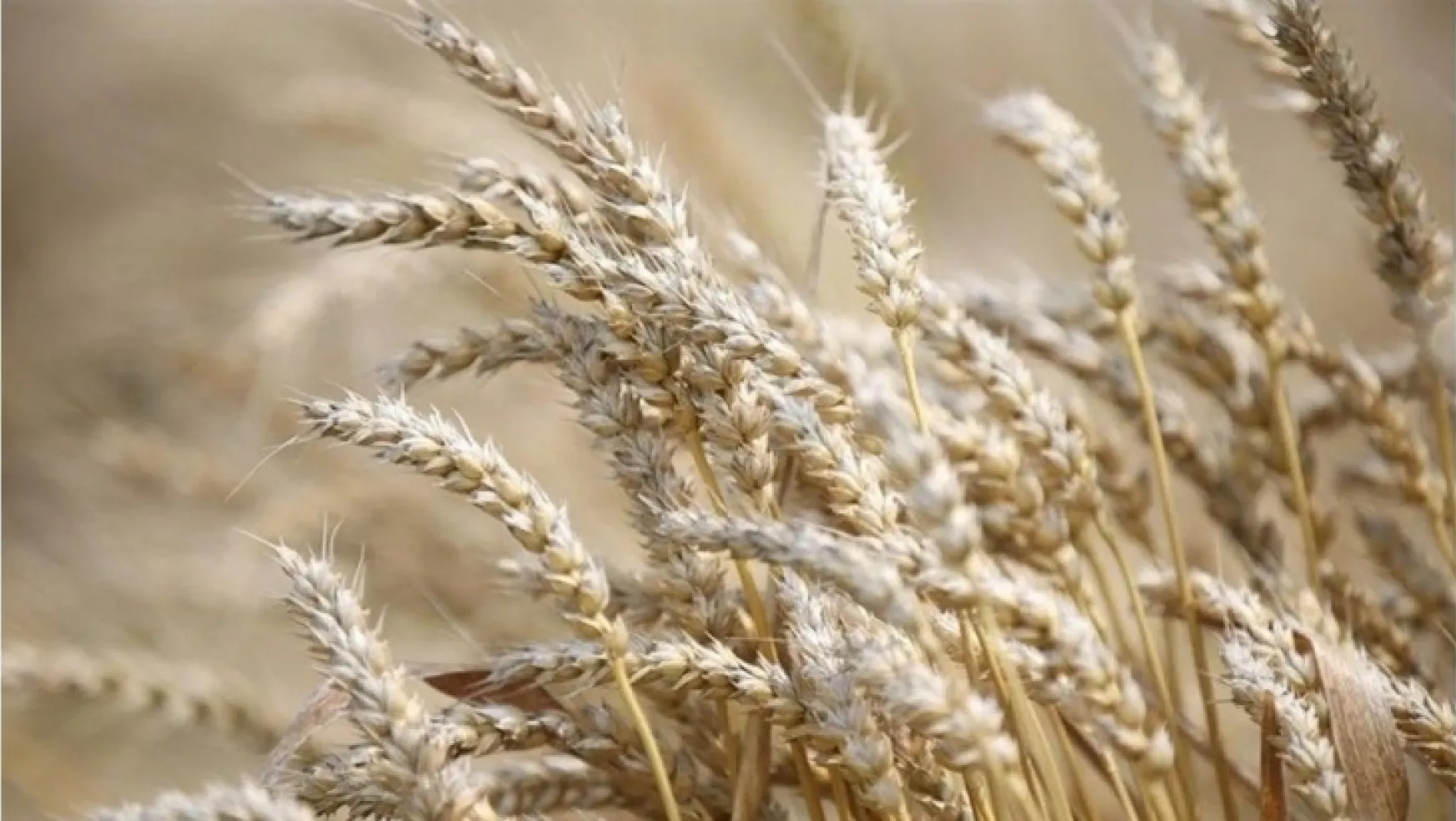 Rusya'dan tahıl sevkiyatına ilişkin açıklama