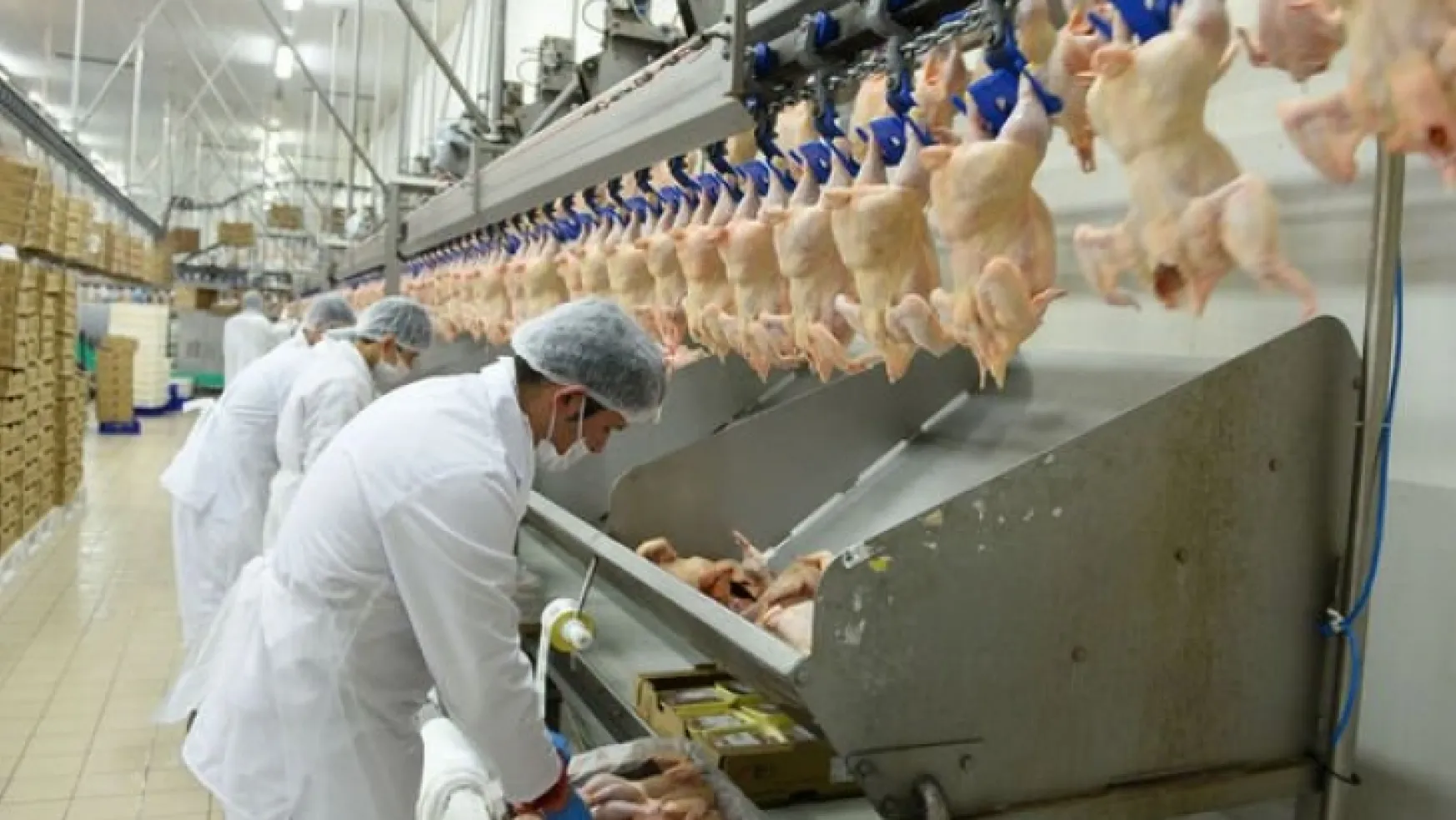 Tavuk eti üretimi arttğ