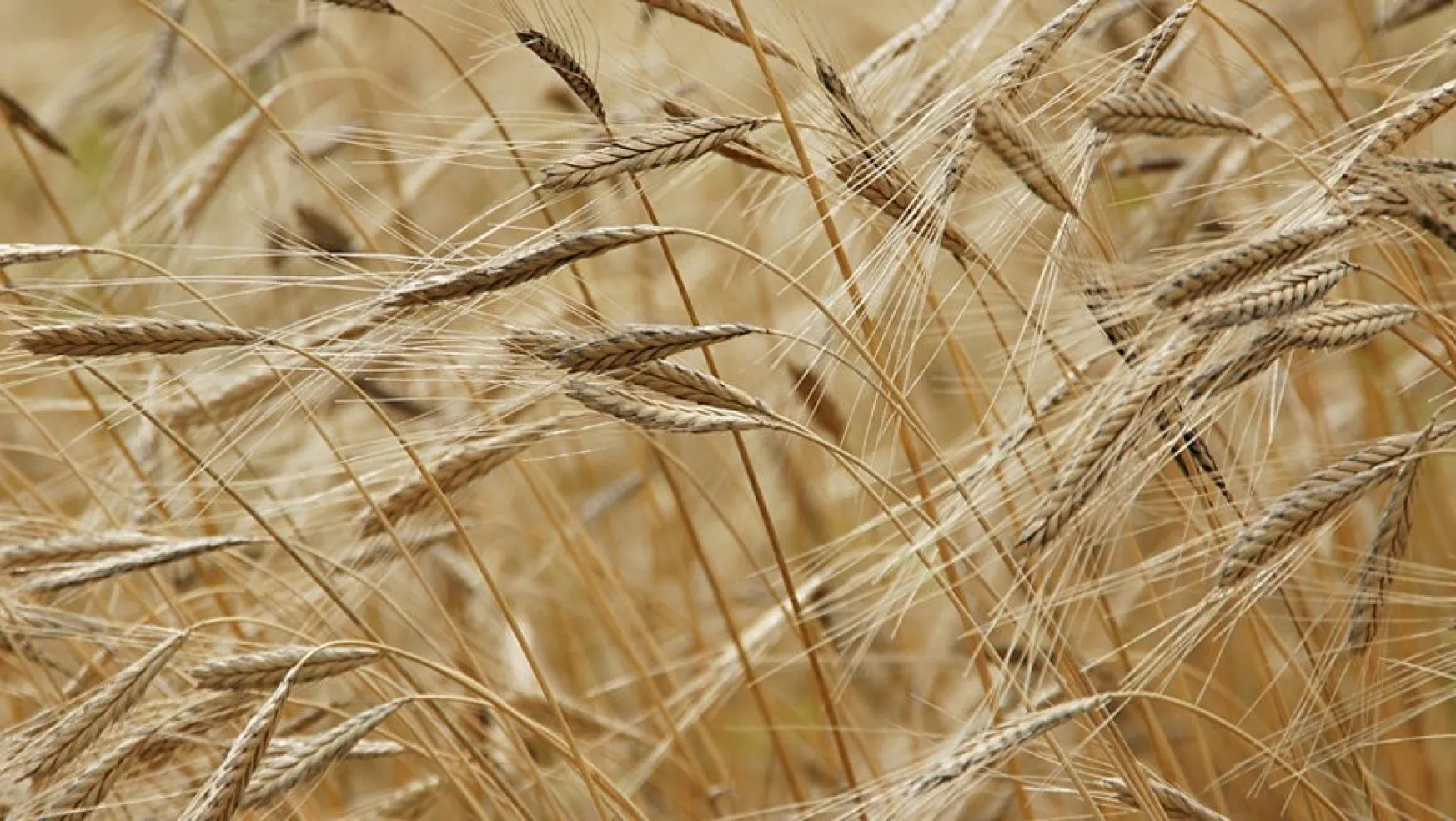 TMO: Suriye'den Buğday Değil Arpa Alacağız