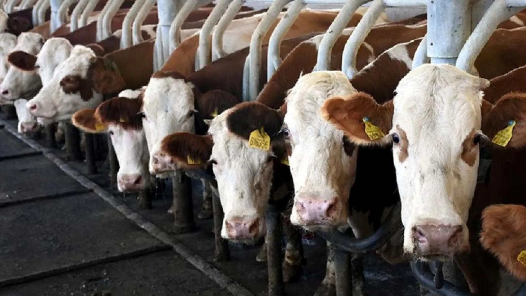 Toplanan inek sütü miktarı ekimde yüzde 3,4 azaldı