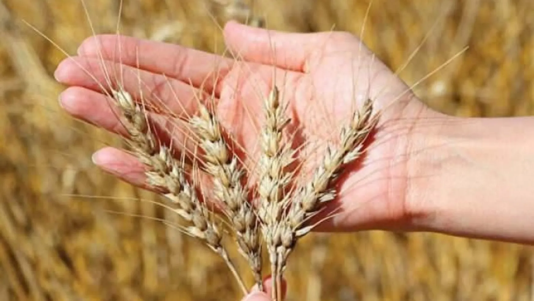 Türkiye'nin buğday arzında sıkıntı beklenmiyor