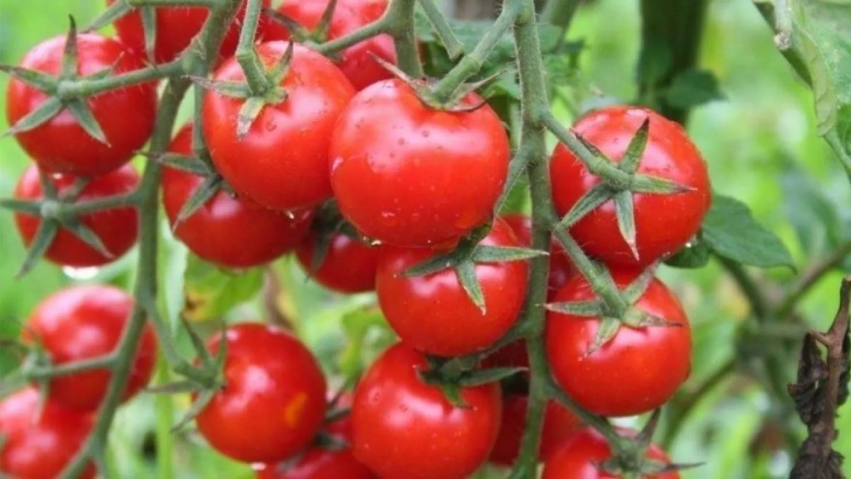 Yaylada hasat süresi uzadı domatesin fiyatı 10 lirayı geçti
