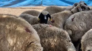 Çobanlar artık altın değerinde: Maaşları 130 bin liraya çıktı