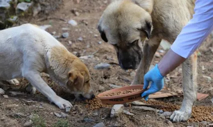 İstanbul'da sokak hayvanlarını kontrolsüz beslemek yasaklandı