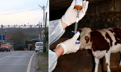 İstanbul Şile'de 21 mahalleye 'şap' karantinası