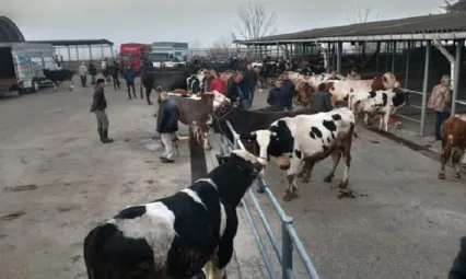Türkiye genelinde hayvan pazarları kapatıldı