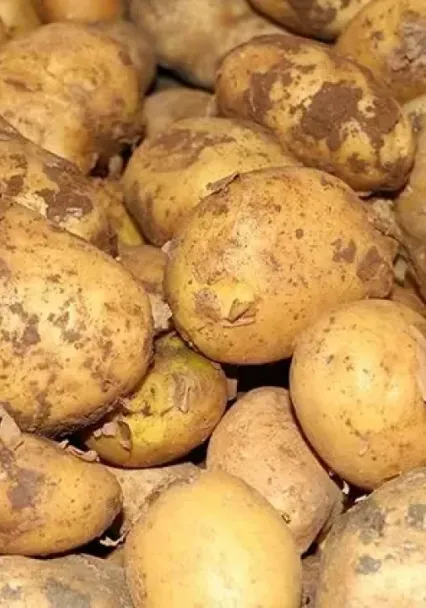 Ticaret Bakanlığından patates fiyatı açıklaması