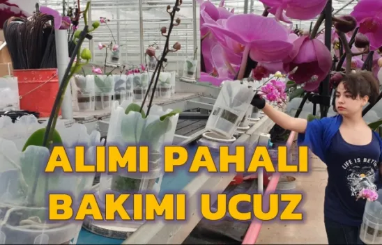 Orkideni Soldurma, Suyunu Çok Doldurma