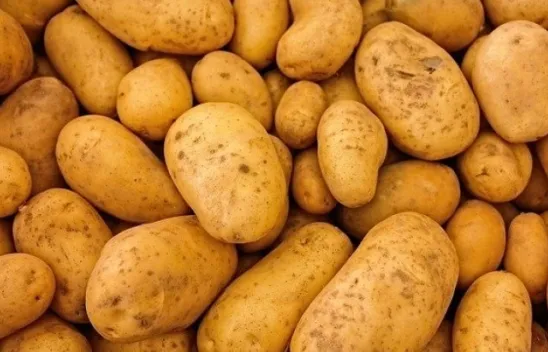 60 kuruşa tüccarın almadığı patates filizlenmeye yüz tuttu