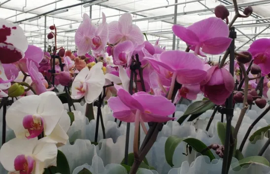 Orkide'nin Bilinmeyen Sırrı...Yetişmesi 3 yıl, Ömrü 15 yıl