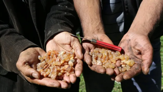 Artvin'de çam sakızının fiyatı altınla yarışıyor