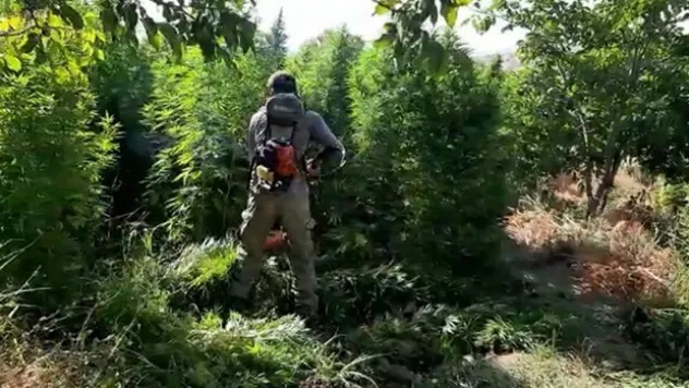 Diyarbakır'da 1 milyon 119 bin kök kenevir ele geçirildi