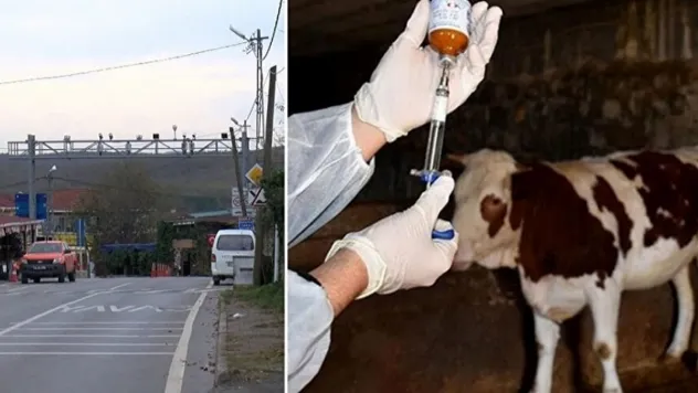 İstanbul Şile'de 21 mahalleye 'şap' karantinası