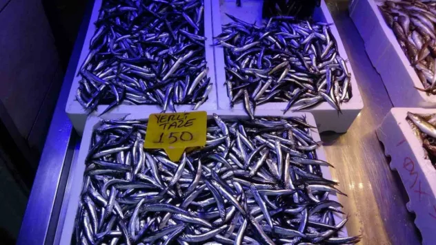 Trabzon'da hamsinin kilosu180 TL'ye kadar yükseldi