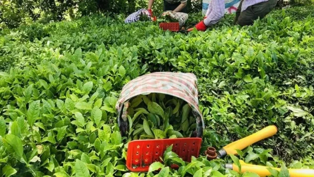 Yaş çay fiyatı açıklandı