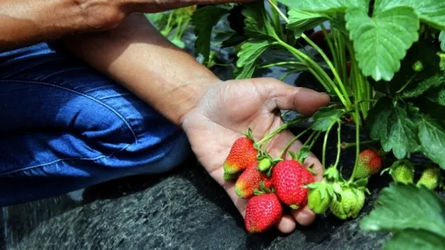 Yayladağı Çileği Rusya ve Romanya Yolunda