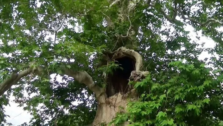 5 asırlık ağaç koruma altına alındı