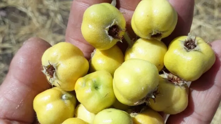 Alıçı çekirdekleriyle yemeyin