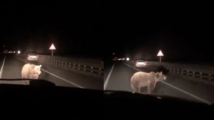 Artvin'de yola inen ayıya otomobil çarptı