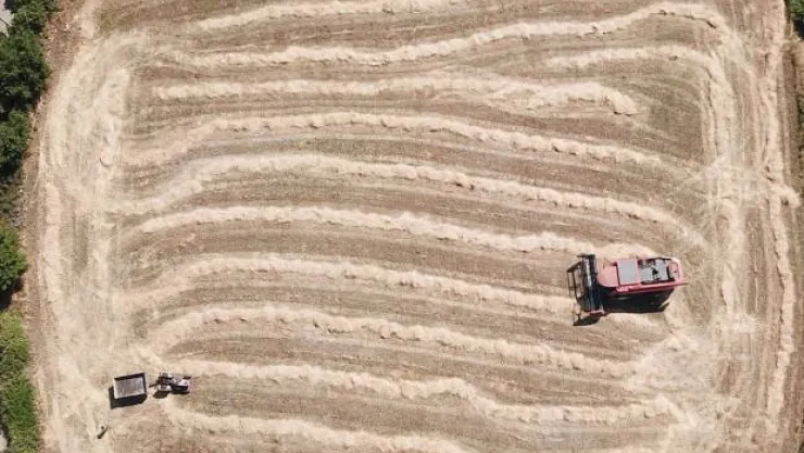Ata yadigarı çiftçinin yüzünü güldürdü! 1'e 10 veriyor