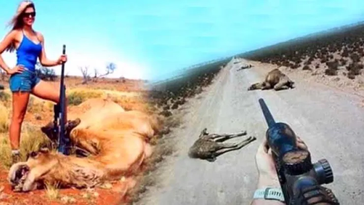 Avustralyalının Keyfi Yerinde!