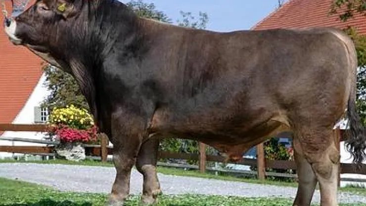 Boğa Kesip Ziyafet Verdi Koronayı Hortlattı