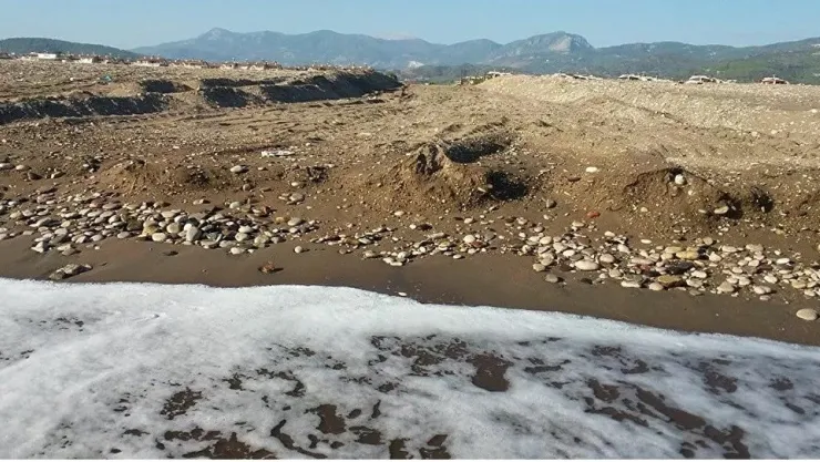 Caretta Yuvalarına İş Makinesi İle Daldılar