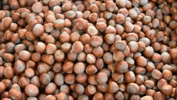 Fındık ihracatı geriledi