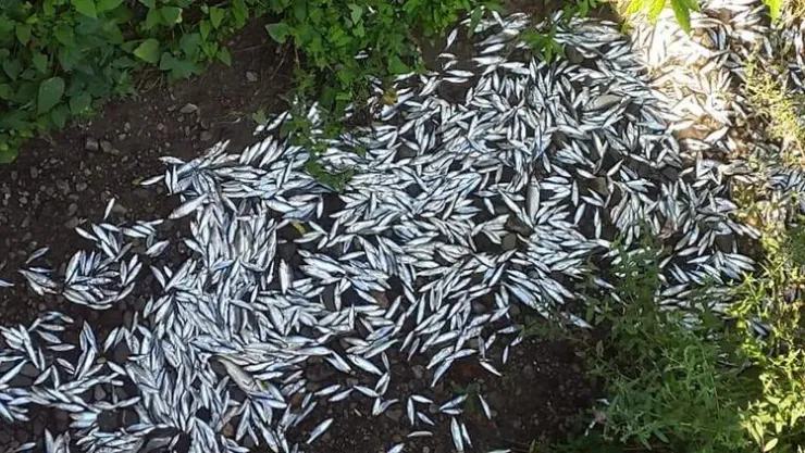 Kepsut'ta Balık Ölümlerinin Sebebi Oksijensizlik