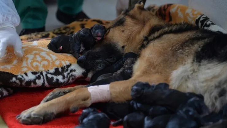 Köpeğe Sezaryenle Doğum Yaptırıldı