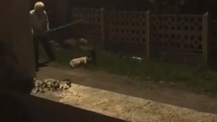 Köpekleri sopa ile dövüyordu! Gözaltına alındı