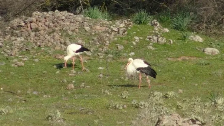 Leylekleri soğuk çarptı, üniversite ve belediye alarma geçti